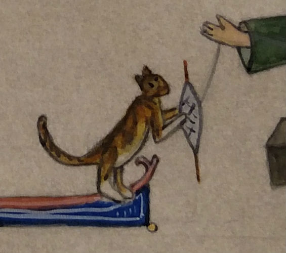 IMG_20160104_184616154_tortie